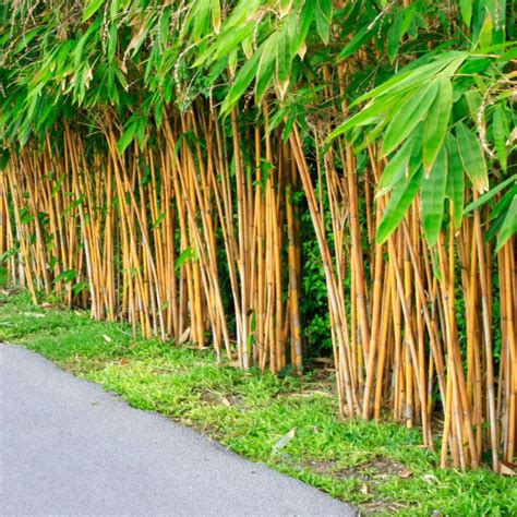 Bamboo 